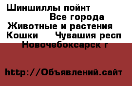 Шиншиллы пойнт ns1133,ny1133. - Все города Животные и растения » Кошки   . Чувашия респ.,Новочебоксарск г.